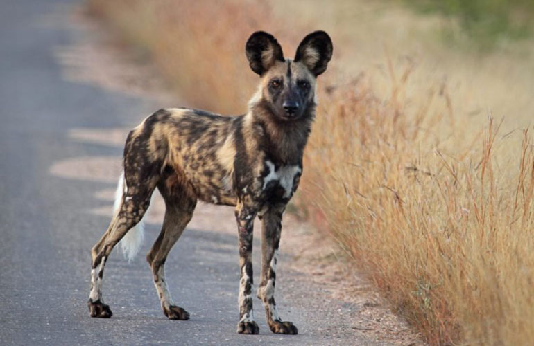 African wild dog (Lycaon Pictus)