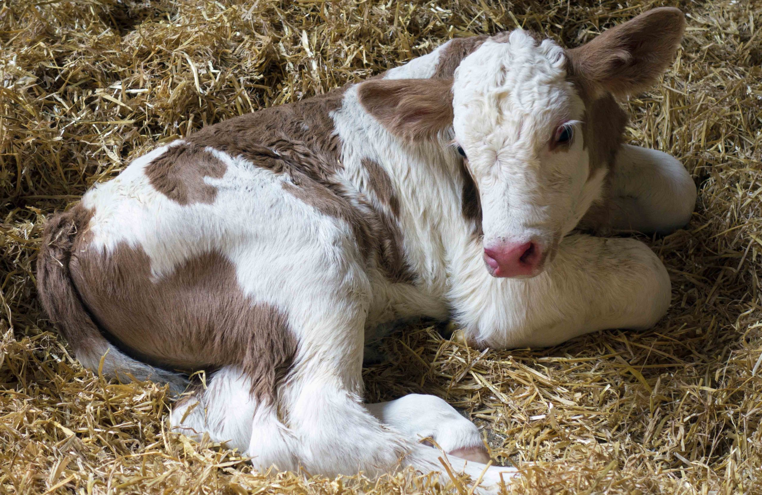 Cow