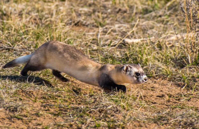 Black-footed ferret (Mustela nigripes)