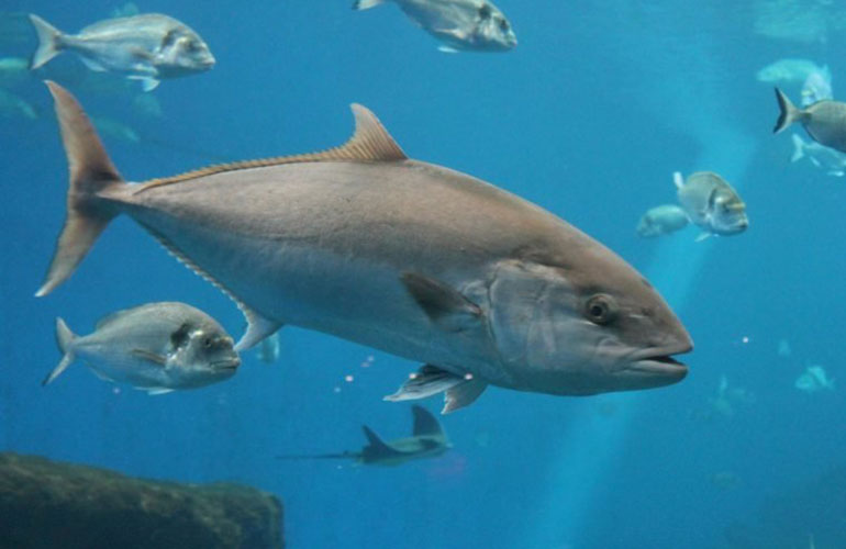 Bluefin tuna (Thunnus thynnus)