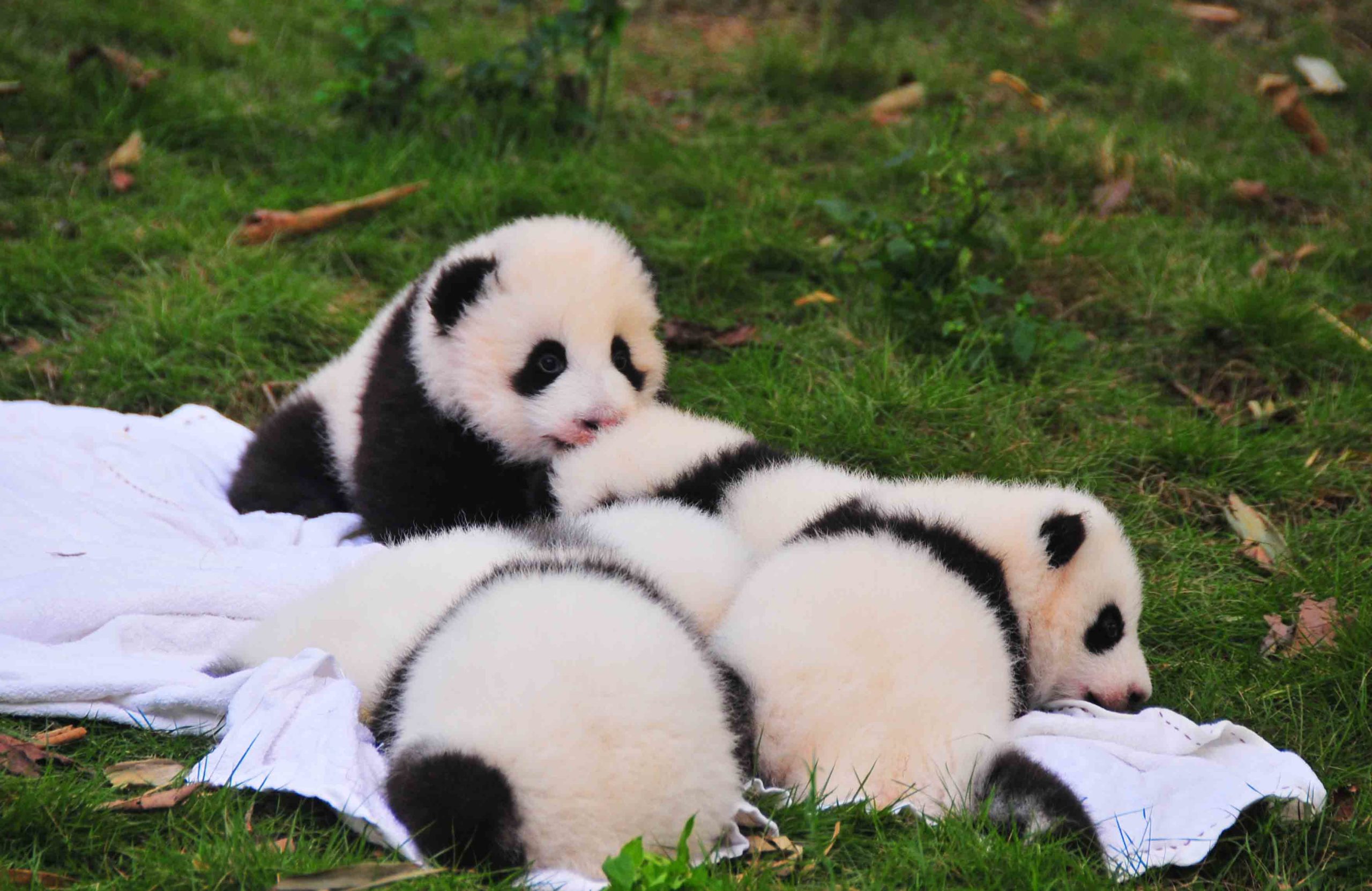 Pandas
