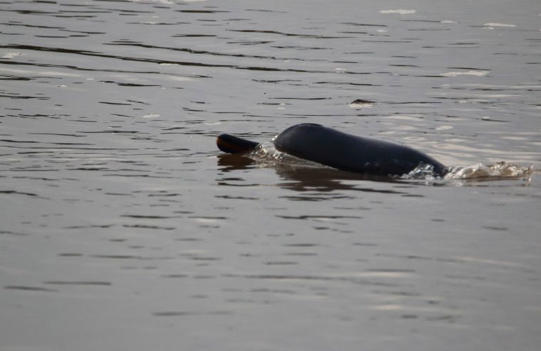 Ganges river dolphin (Platanista gangetica gangetica)