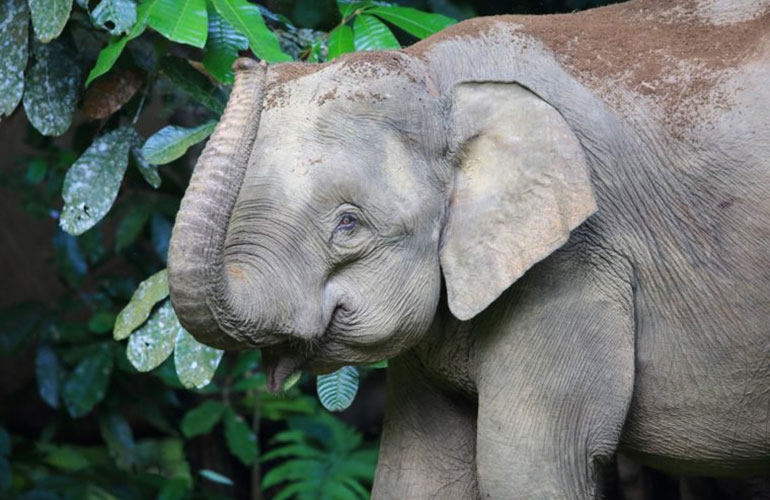 Borneo pygmy elephant (Elephas maximus borneensis)
