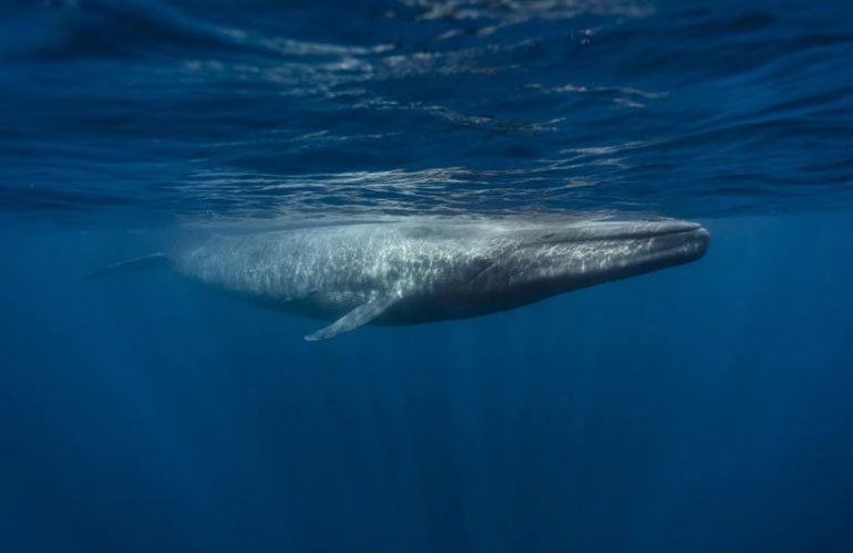 Blue Whale (Balaenoptera musculus)