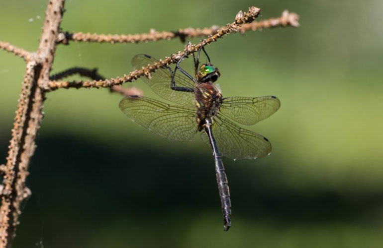 Hine's Emerald Dragonfly (Somatochlora hineana)