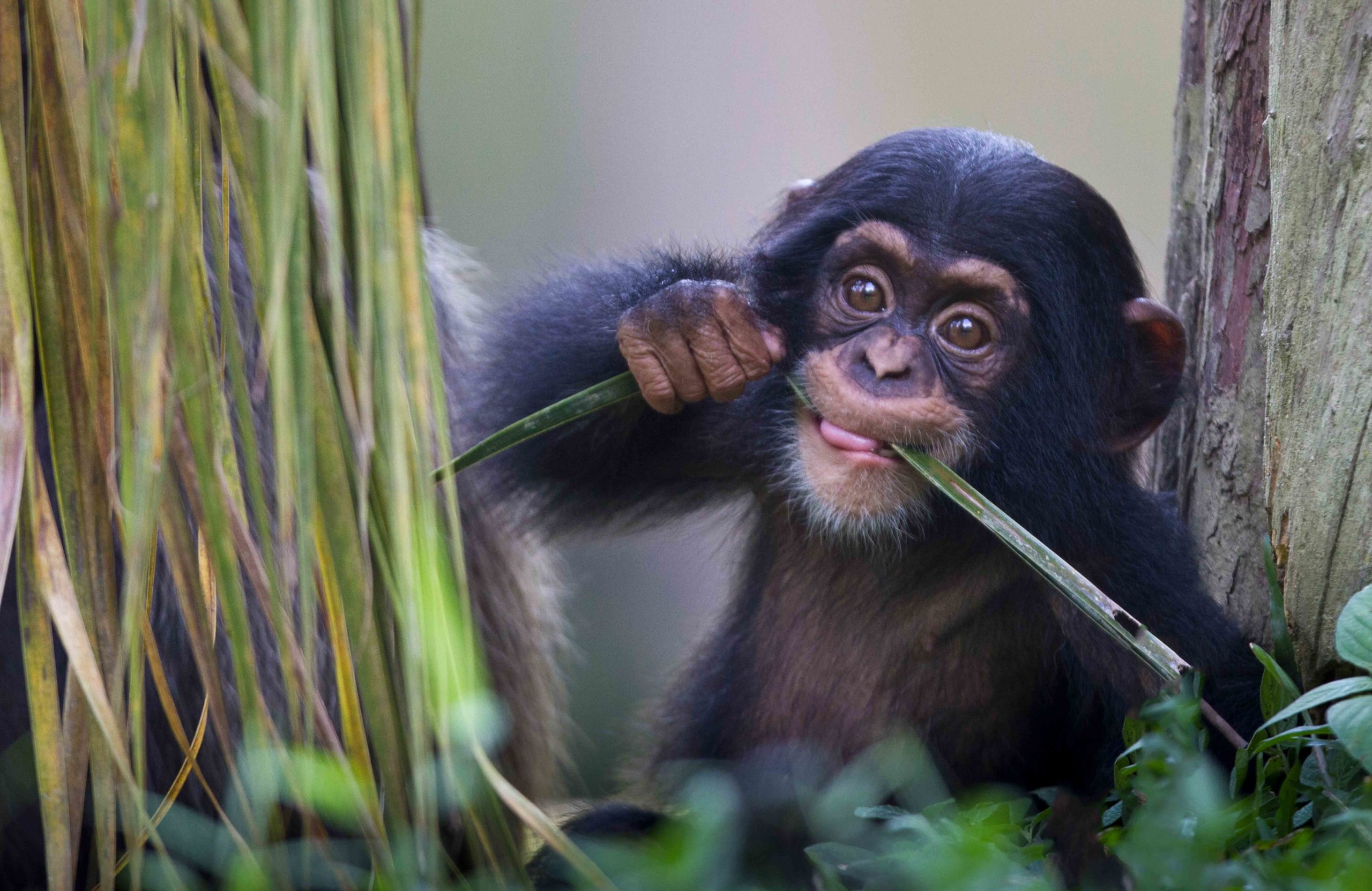 Chimpanzee