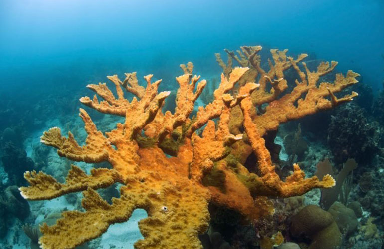 Elkhorn coral (Acropora palmata)