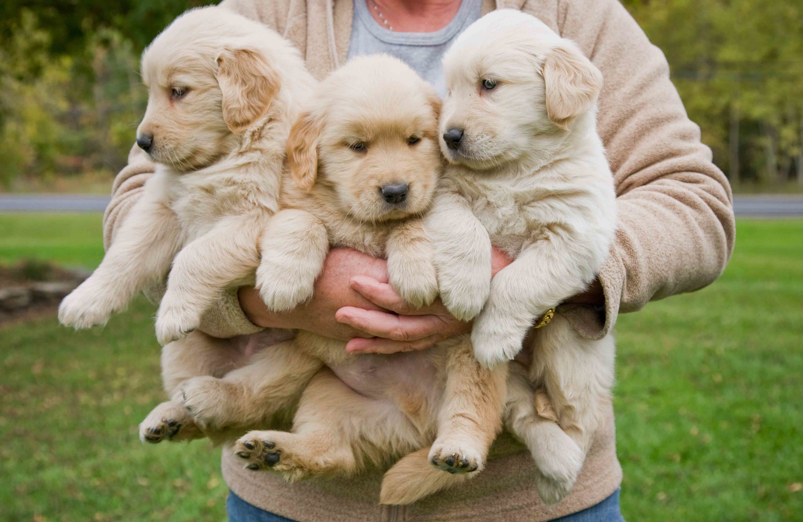 Golden Retriever puppies