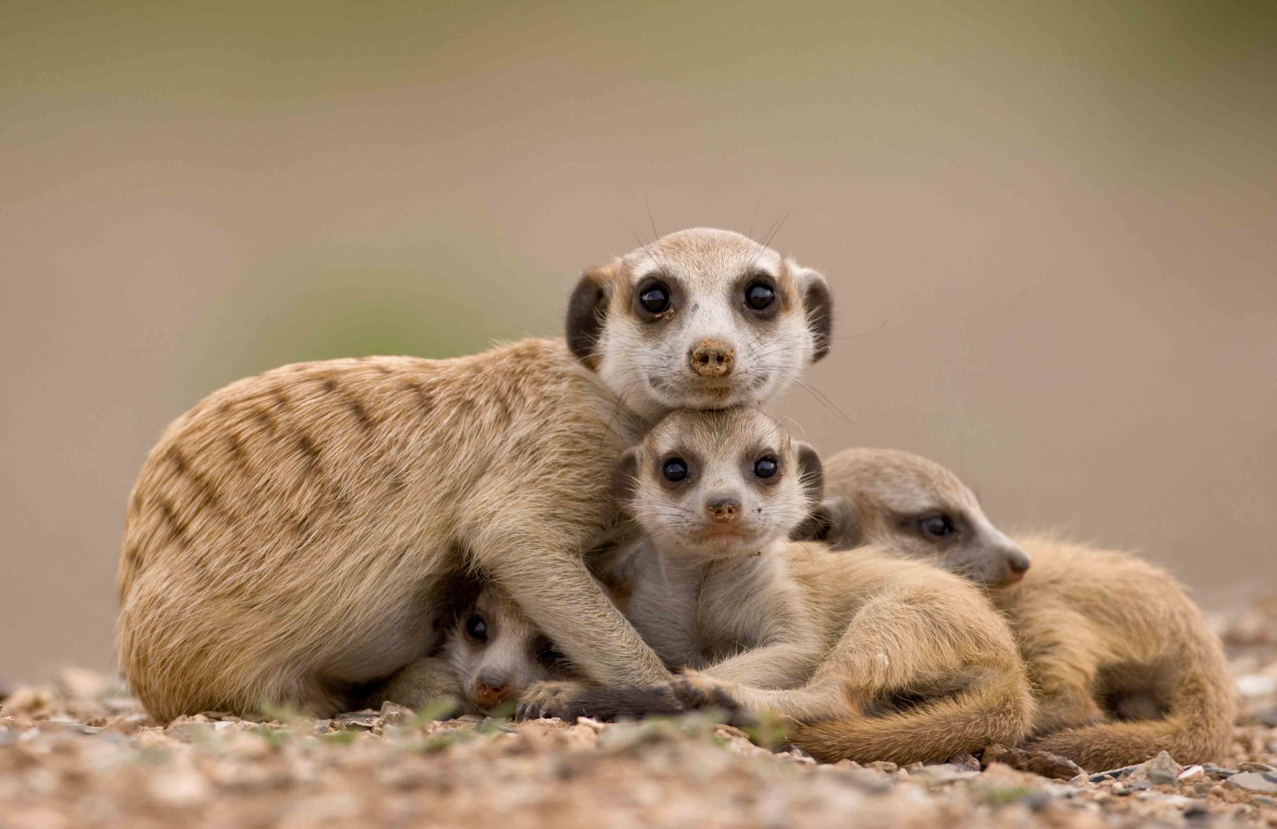 Meerkats