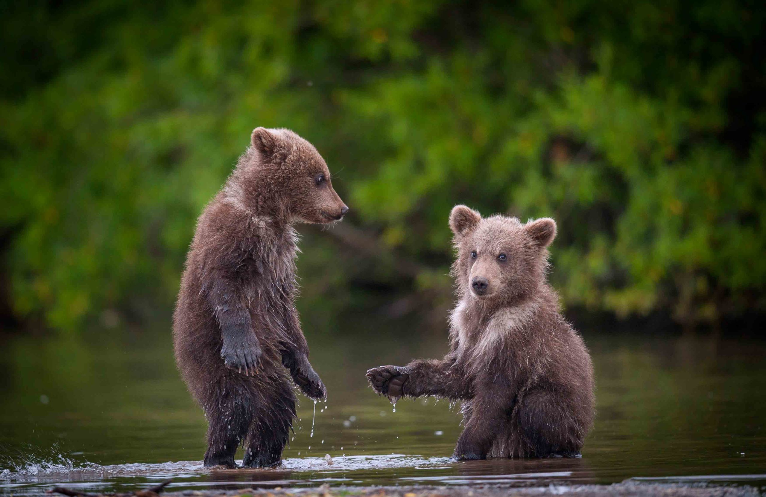 Brown bears