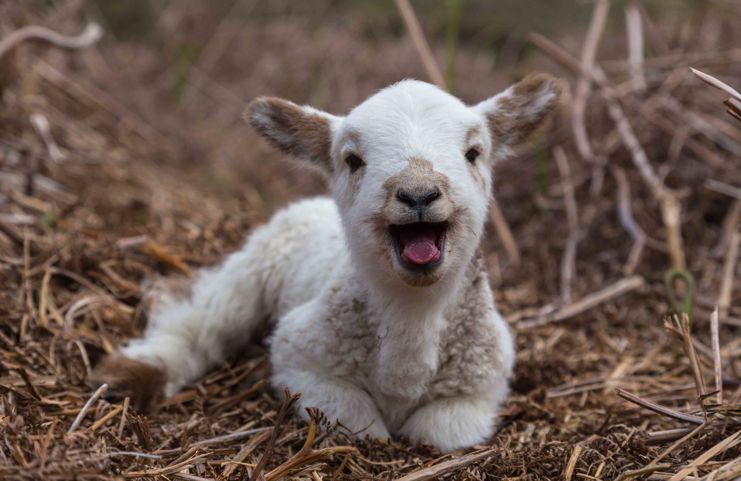 Lamb