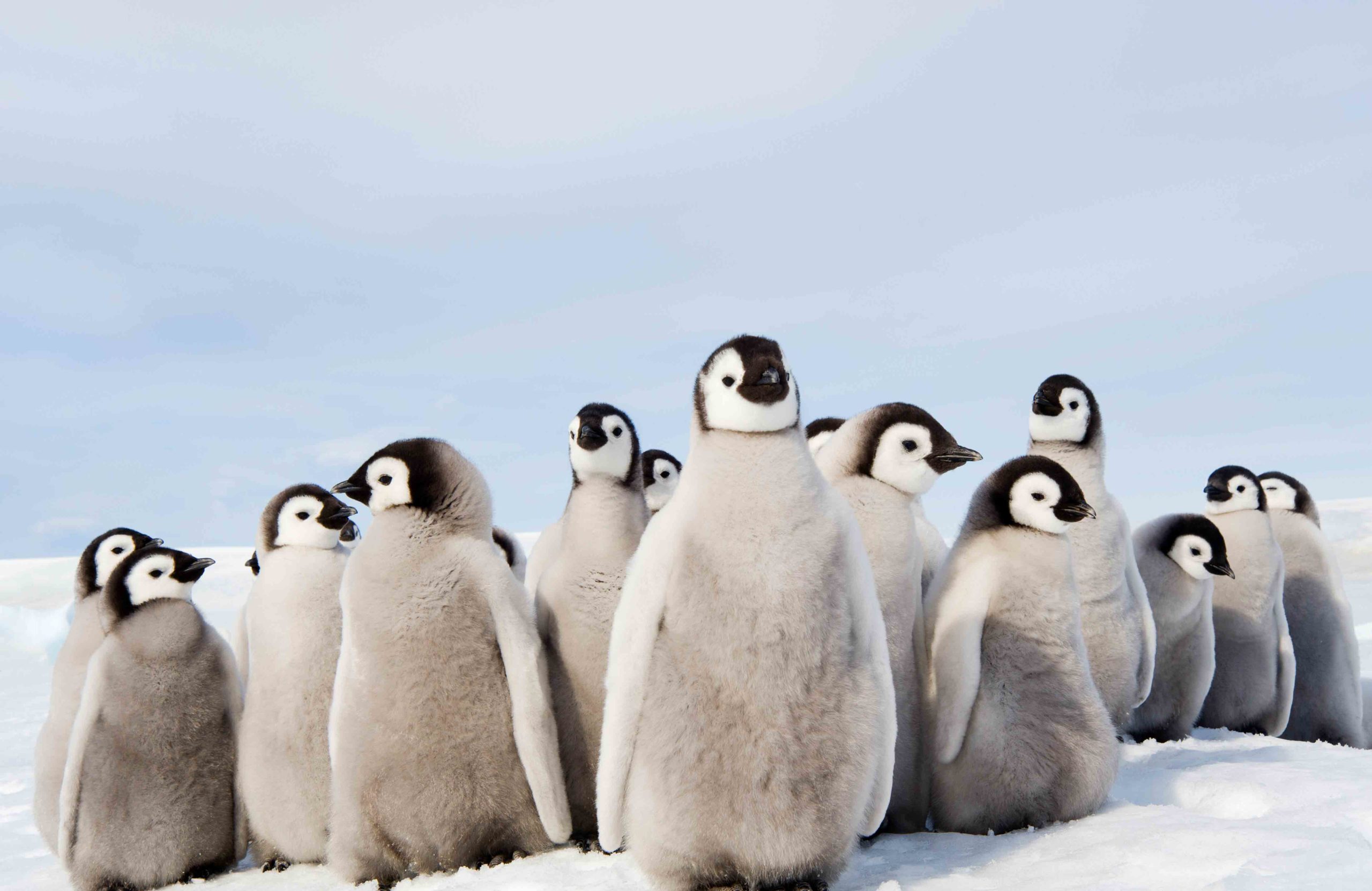Penguins