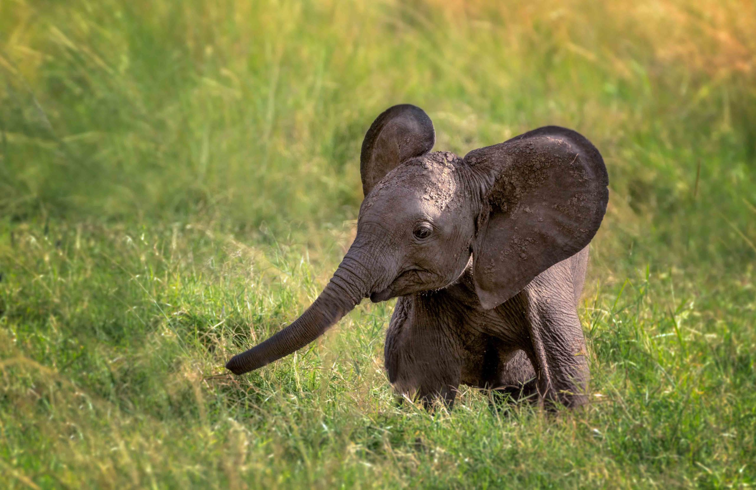 Elephant