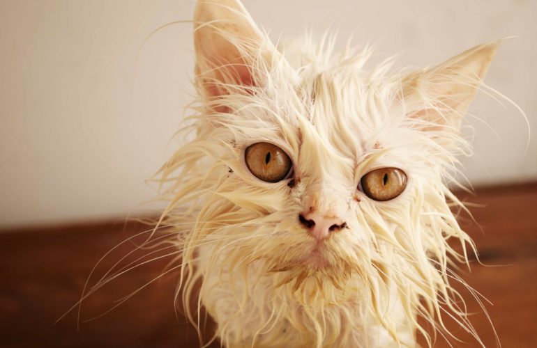 Ugliest cat in the world