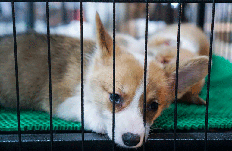 Crate train your dog