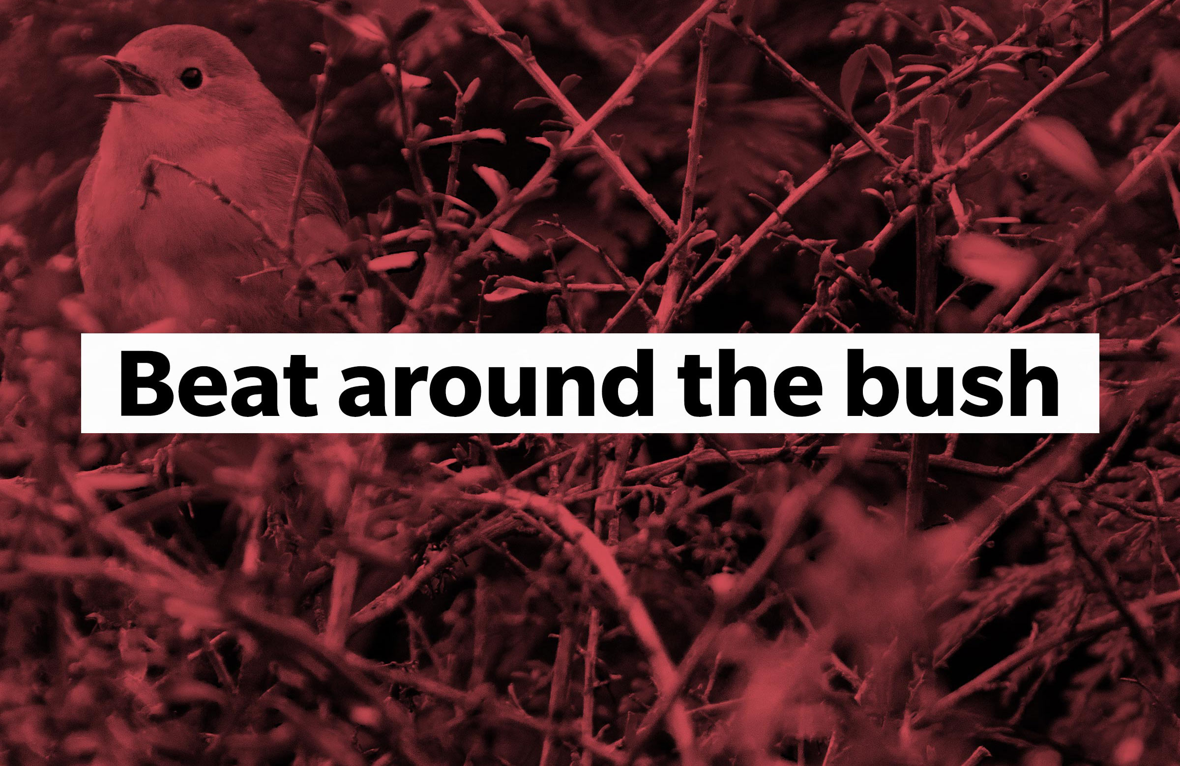 Beat around the bush
