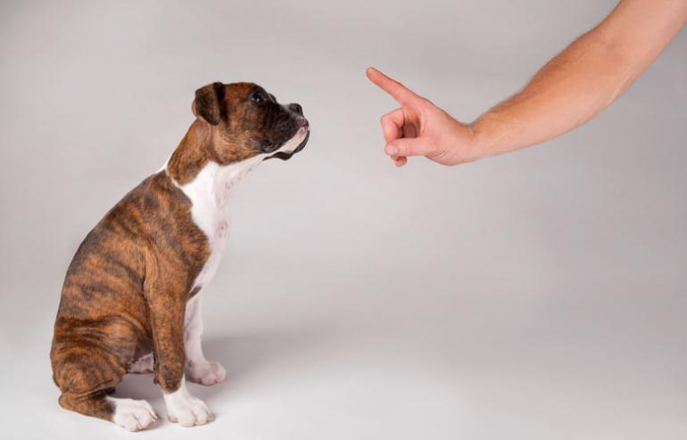 Teach the dog to "settle"