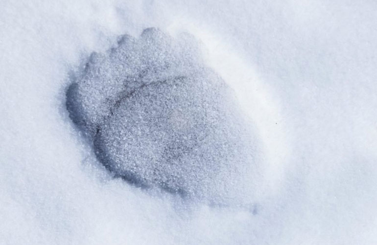 What on earth is a Yeti?
