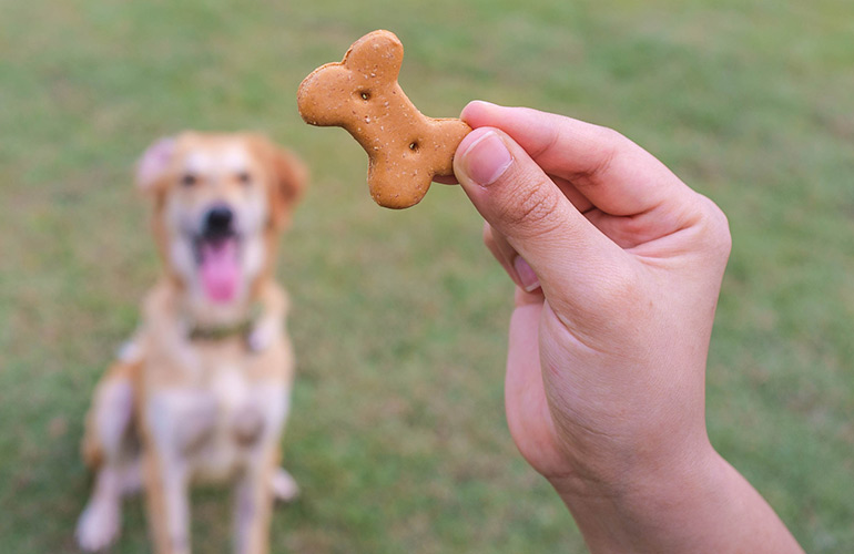Make leaving time the best part of your dog's day