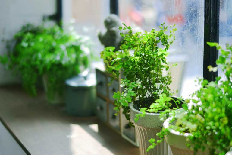 Grow your own
