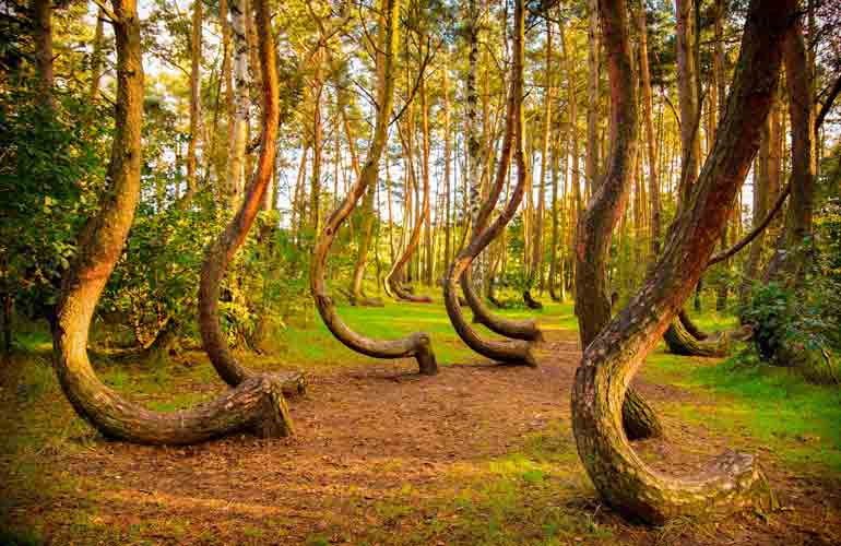 Crooked Forest, Poland