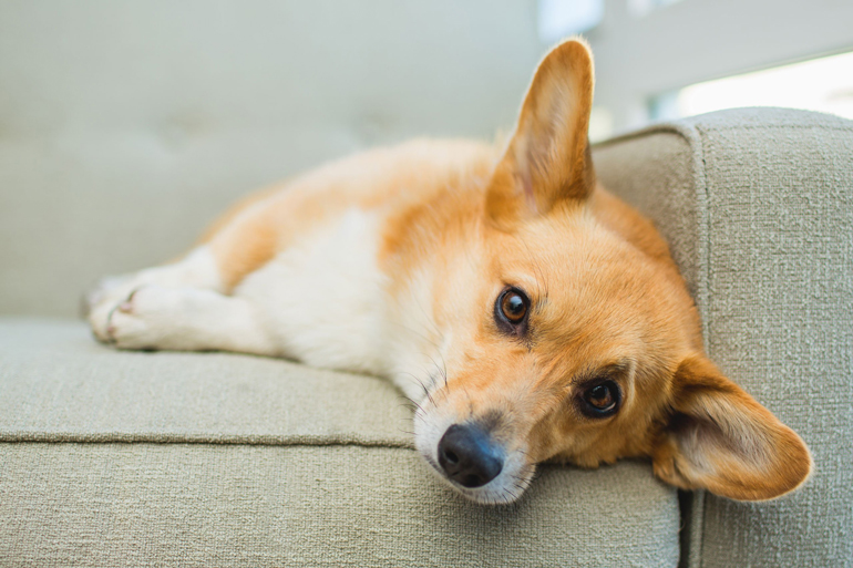 Your dog seems stressed