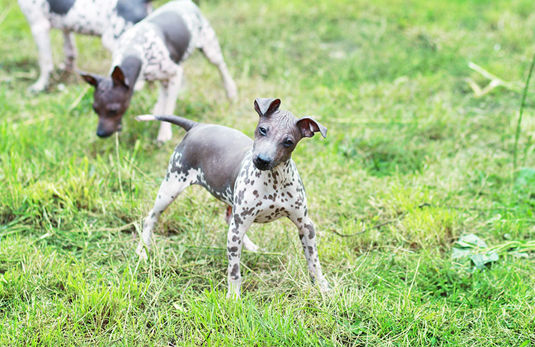 American hairless terrier