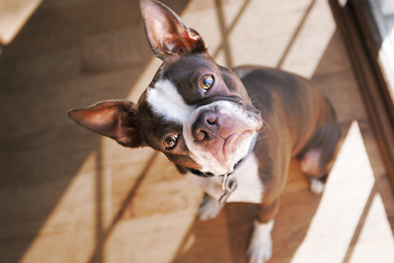 French bulldog