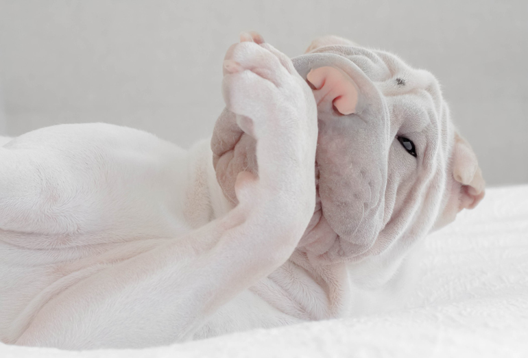 Your dog is acting oddly