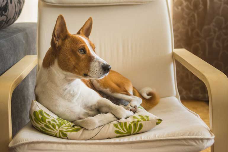 Basenji