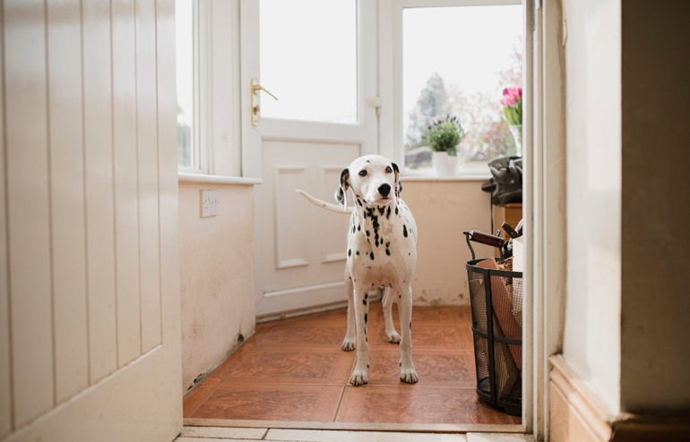 Your dog wants to go outside without you