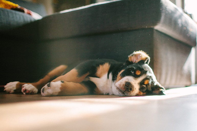 Your dog is less excited about walks