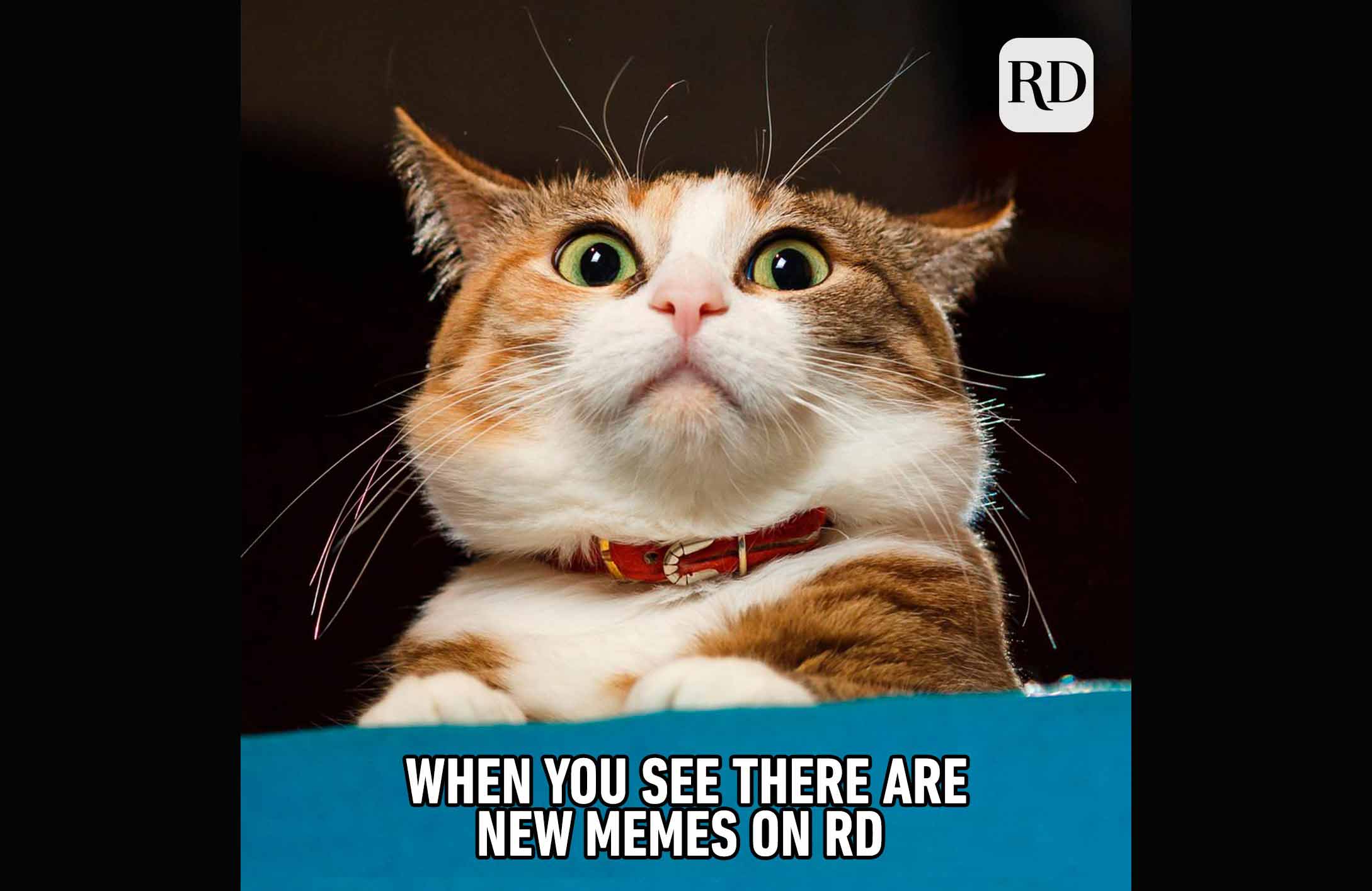 15 funny animal memes you can't help but laugh at | Reader's Digest  Australia