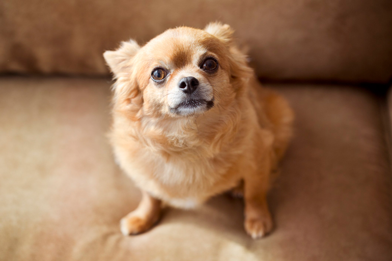 Your dog is more aggressive or agitated