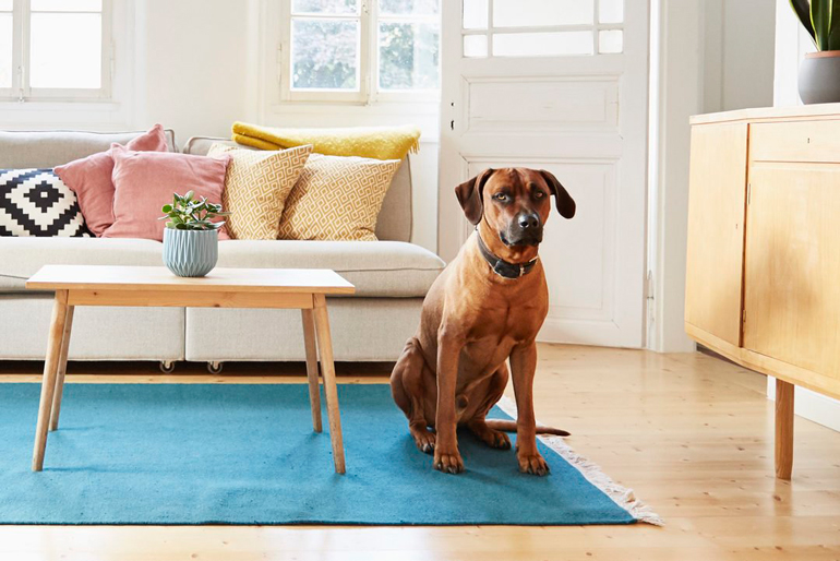 Your dog isn’t seeking attention from you
