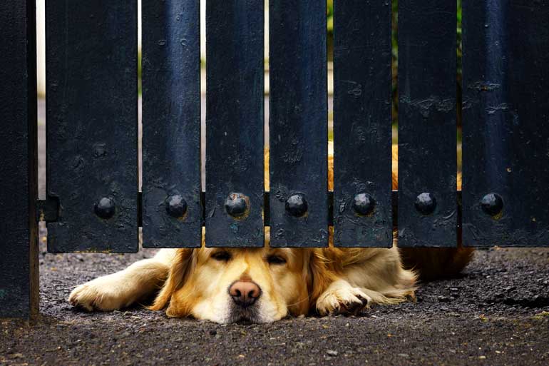 Fences and barriers are good things!