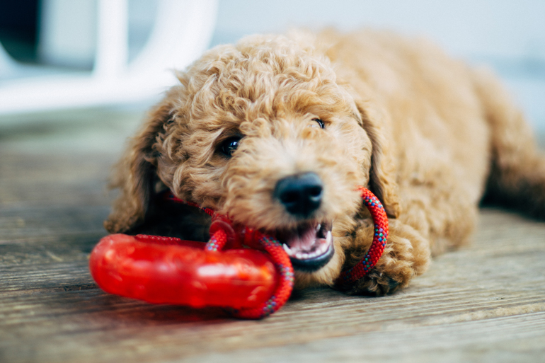 Your dog is self-entertaining