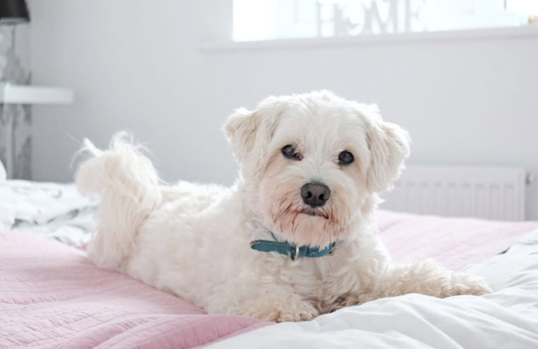 Coton de Tulear