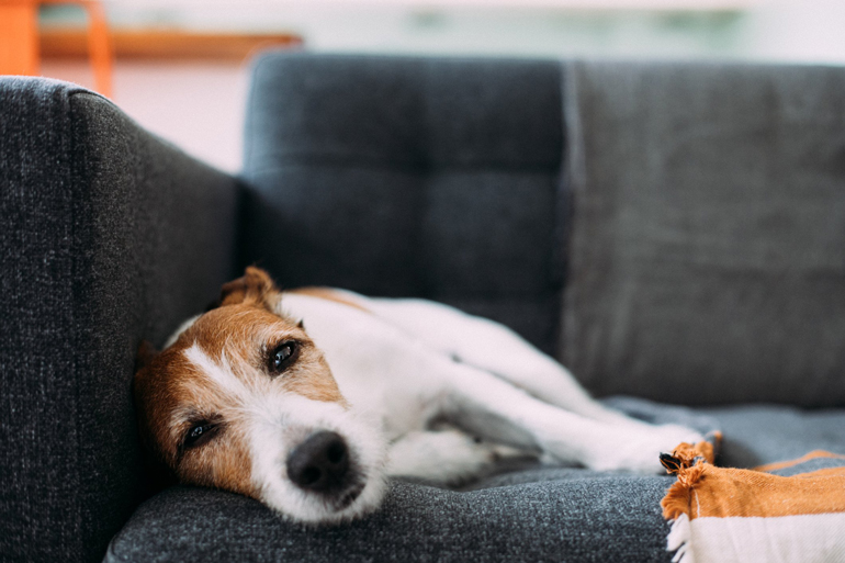 Your dog is sick