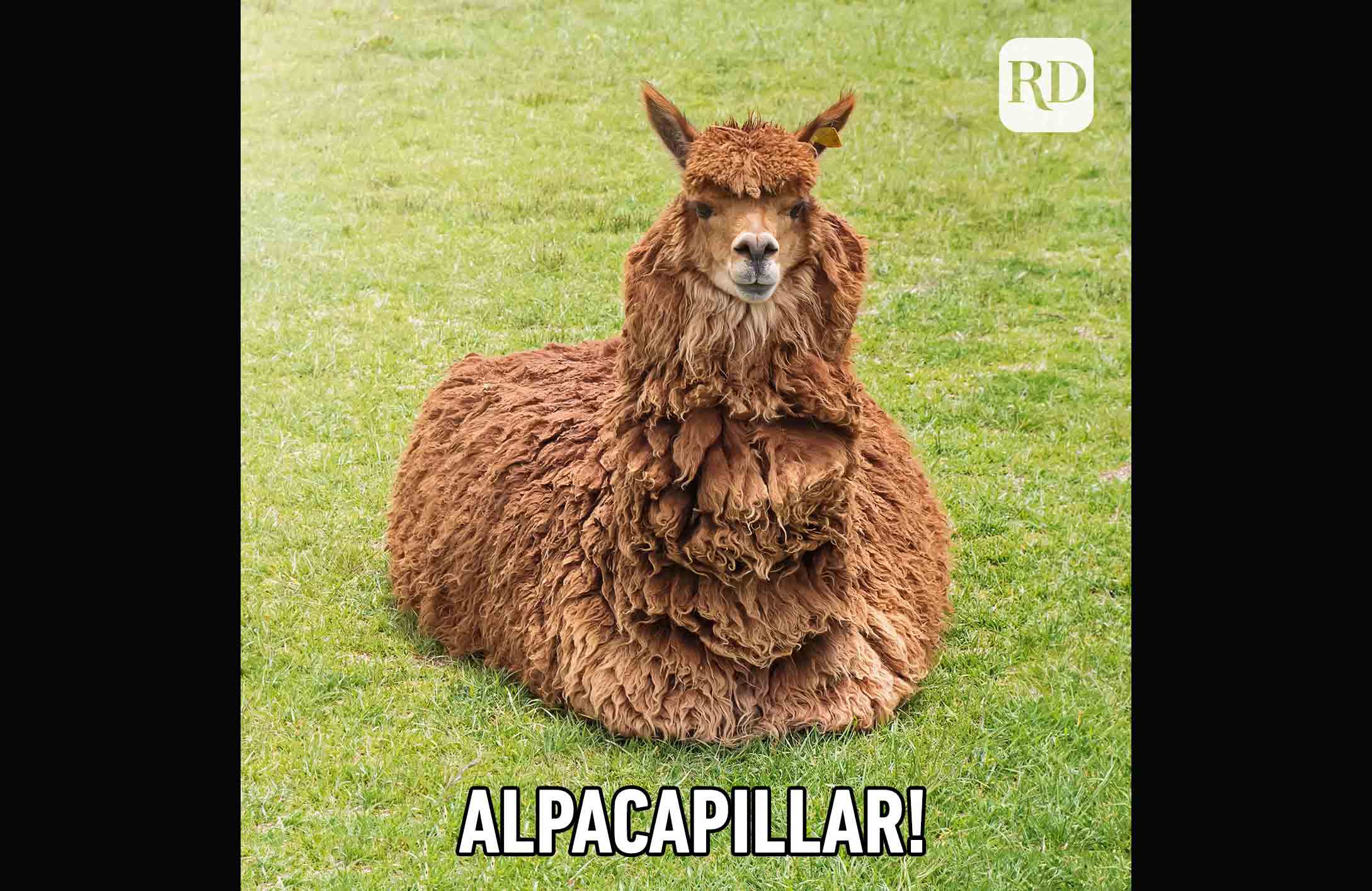 Alpaca caterpillar