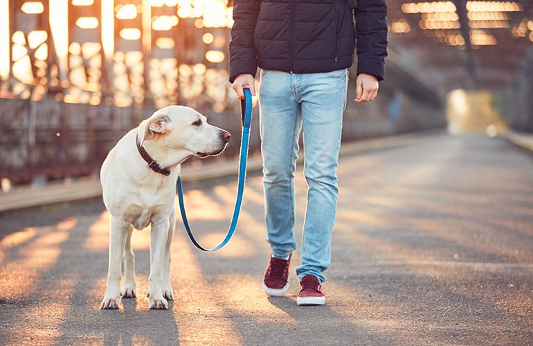 Adopt a furry friend