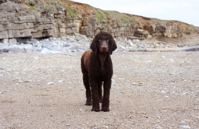 Irish Water spaniel