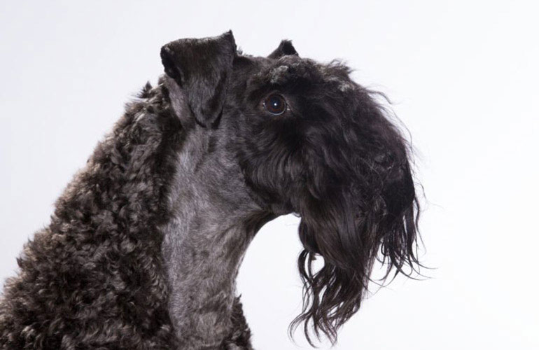 Kerry Blue terrier