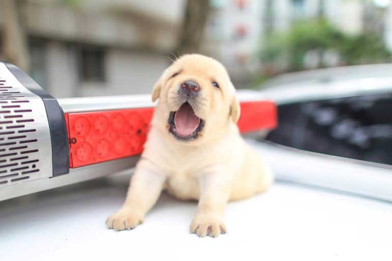 If I’m yawning, that doesn’t always mean I’m tired