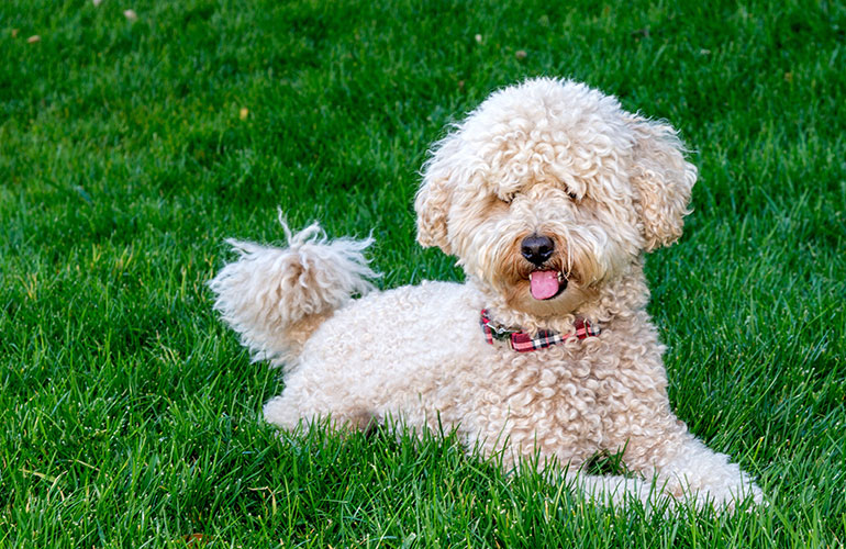 Poodle hybrids