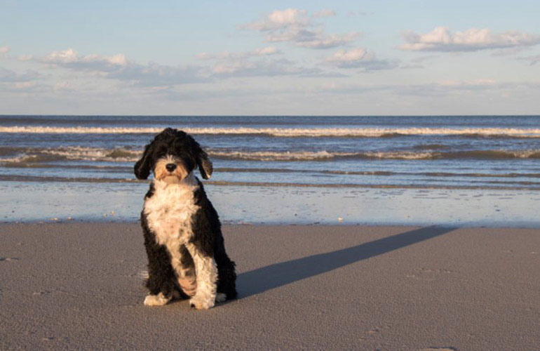 Portuguese Water dog