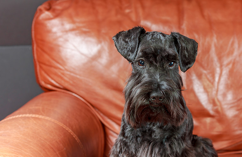 Schnauzer
