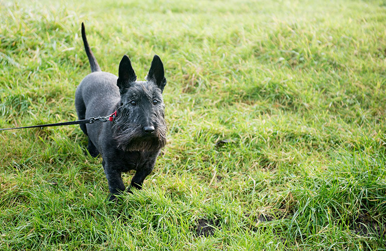 Scottish terrier