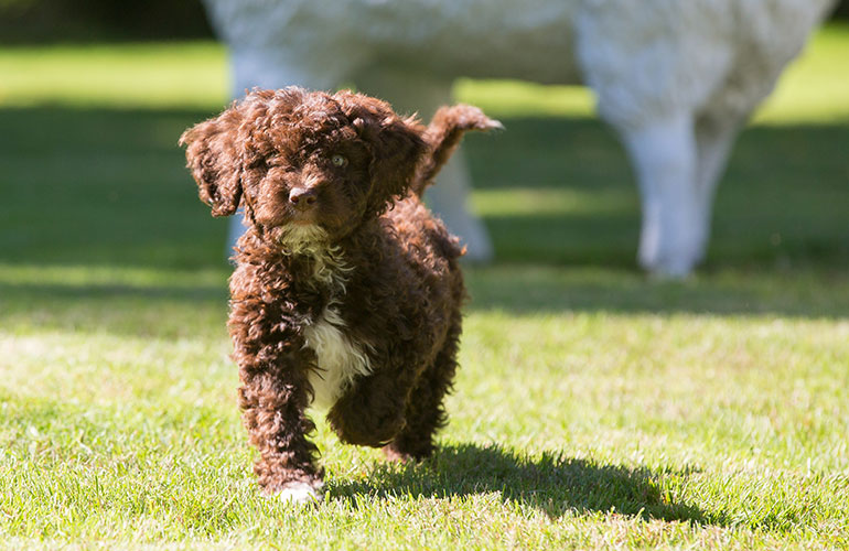 Spanish Water dog