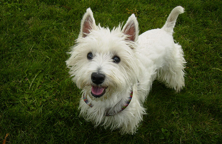 West Highland terrier